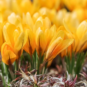 Yellow crocus flowers. Macro floral background for holiday brand design