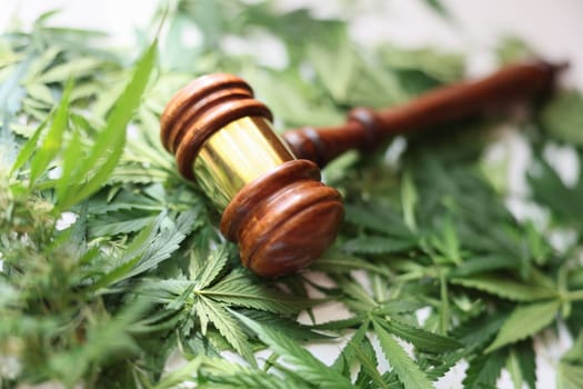 Wooden judge gavel on green cannabis leaves closeup. Legalization of cultivation and distribution of narcotic substances based on hemp concept