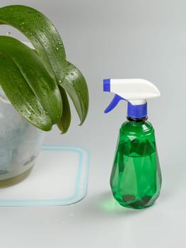 Flowerpot with an orchid flower and a water sprayer on the gray background.