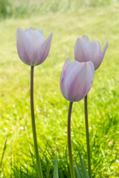 Violet tulips growing in the garden with green grass on the background. Shallow depth of field.