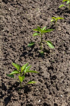 Seedlings of bell pepper growing on the garden bed. Top view.