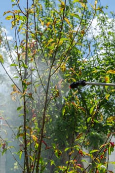 Spraying to protect young nectarine tree from fungal disease or vermin using a pressure sprayer with chemicals.