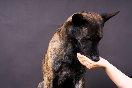 Friendship between Human and dog, feeding and taking a paw in hand