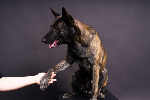 Friendship between Human and dog, feeding and taking a paw in hand