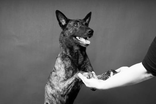 Friendship between Human and dog, feeding and taking a paw in hand