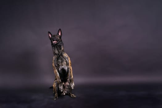 Dutch shepherd on a black background studio posing portrait