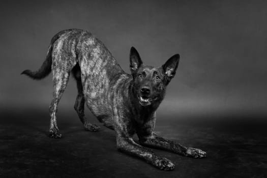 Dutch shepherd on a black background studio posing portrait