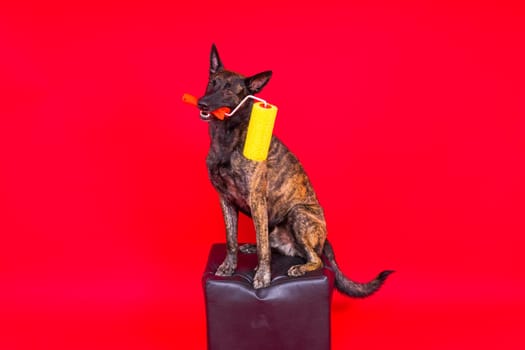 Dog dutch shepherd playing with paint roller in a red room. Renovation concept