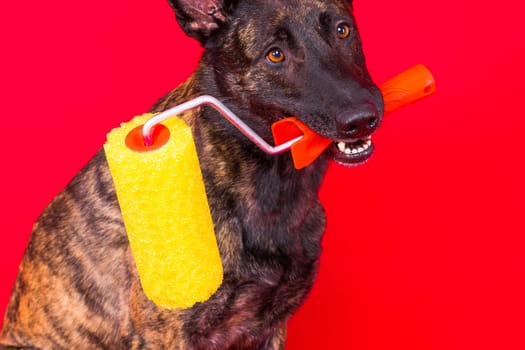 Dog dutch shepherd playing with paint roller in a red room. Renovation concept