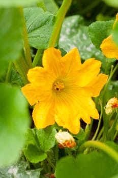 a huge yellow zucchini flower, a beetle pollinates a flower inside, beautiful in nature. High quality photo