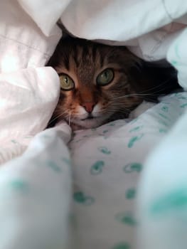 A cat named Kryma hid in a blanket. The cat hid.