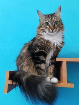 A beautiful cat with green eyes sits on a bookshelf and looks ahead on a turquoise background.