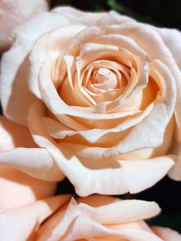 Beige rose bud on a brown background close-up. Rosebud.