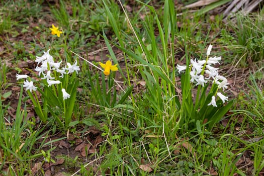 White snowdrops and single yellow daffodils as a messenger for spring in a meadow