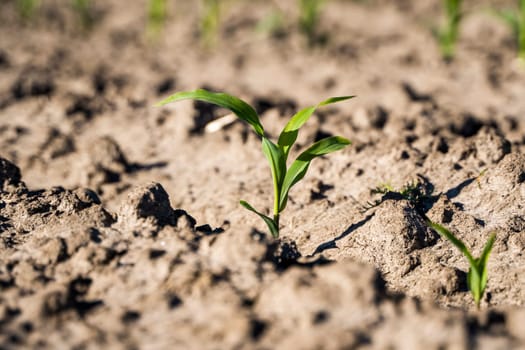 Maize seedling in the agricultural garden with blue sky