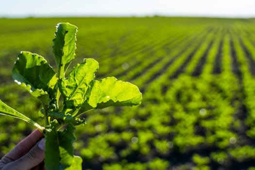 Closeup of young sugar beet plants in converging long lines growing in the recently cultivated soil on a farm. Agricultural field