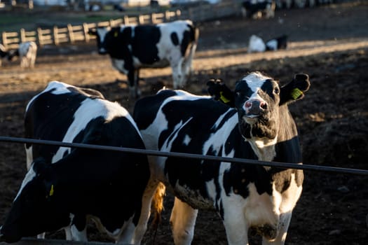 Agriculture industry. Farming and animal husbandry concept. Herd of cows eating hay in cowshed on dairy farm. Sunset