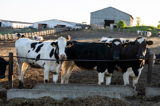 Cows on farm. Black and white cows eating hay in the stable in a sunset