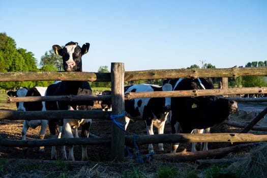 Cows on farm. Black and white cows eating hay in the stable in a sunset