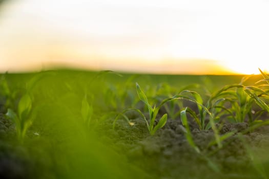 Maize seedling close up. Fertile soil. Farm and field of grain crops. Agriculture. Rural scene with a field of young corn