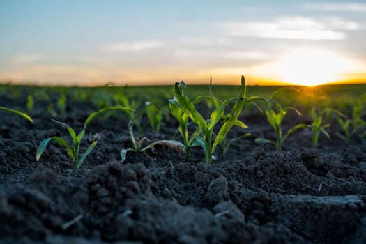 Maize seedling close up. Fertile soil. Farm and field of grain crops. Agriculture. Rural scene with a field of young corn