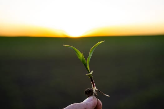 Farmer holding corn sprout with root and researching plant growth. Examining young green corn maize crop plant in cultivated agricultural field