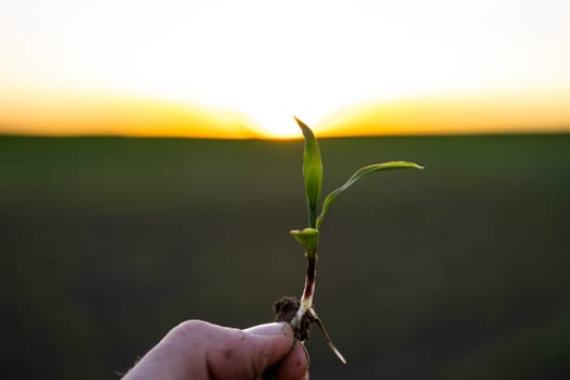 Close up of corn sprout in farmer's hand in front of field. Growing young green corn seedling sprouts in cultivated agricultural farm field under the sunset