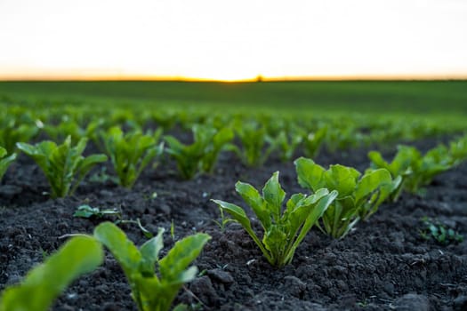 Beetroot plants growing in a row on agricultural field. Row of green young beet leaves growing in organic farm