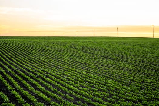 Landscape of rows of young fresh beet leaves with a sunset sky. Beetroot plants growing in a fertile soil on a field. Cultivation of beet. Agriculture