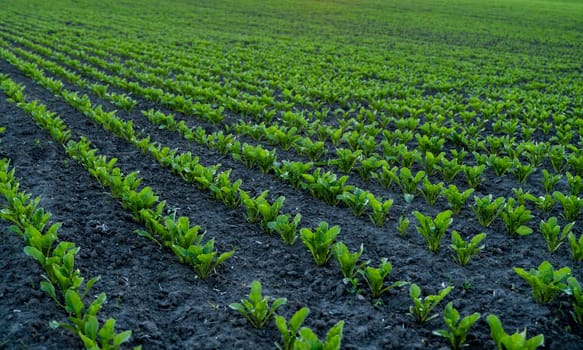 Rows of young fresh beet leaves. Beetroot plants growing in a fertile soil on a field. Cultivation of beet. Agriculture