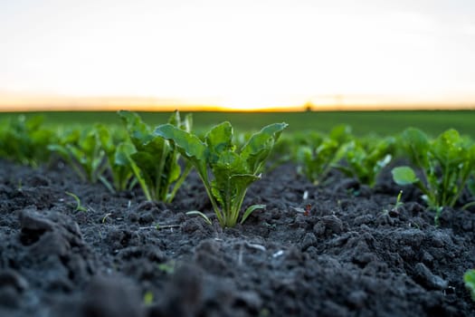 Young green sugar beet leaves in the agricultural beet field in the evening sunset. Agriculture