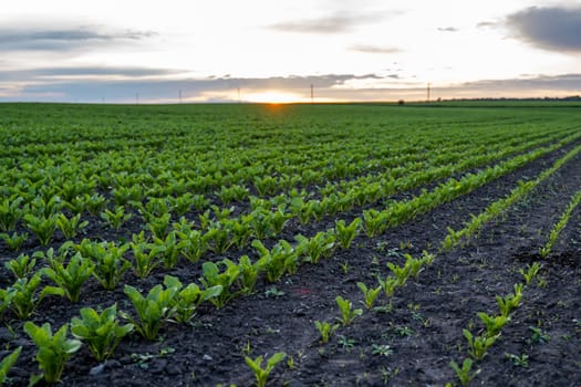 Landscape of oung green sugar beet leaves in the agricultural beet field in the evening sunset. Agriculture