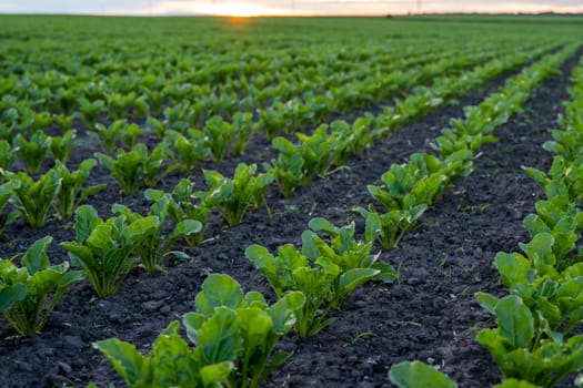 Rows of young fresh beet leaves. Beetroot plants growing in a fertile soil on a field. Cultivation of beet. Agriculture