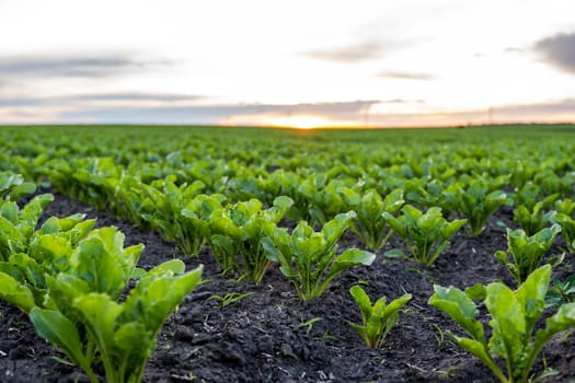 Landscape of oung green sugar beet leaves in the agricultural beet field in the evening sunset. Agriculture
