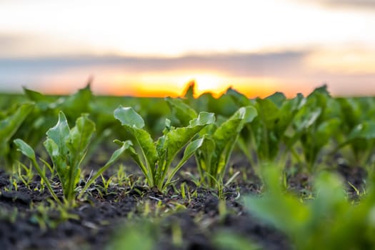 Close up young sugar beet leaves grows in the agricultural beet field in the evening sunset. Agriculture