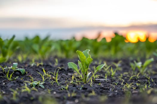 Rows of young fresh beet leaves. Beetroot plants growing in a fertile soil on a field. Cultivation of beet. Agriculture