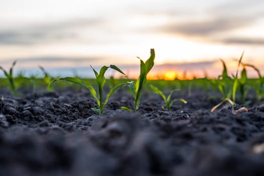 Close up young wheat seedlings growing in a field. Green wheat growing in soil