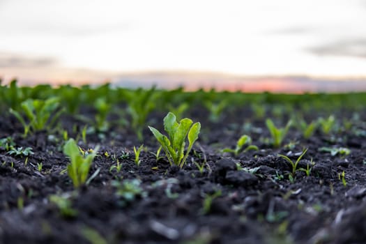 Rows of young fresh beet leaves. Beetroot plants growing in a fertile soil on a field. Cultivation of beet. Agriculture