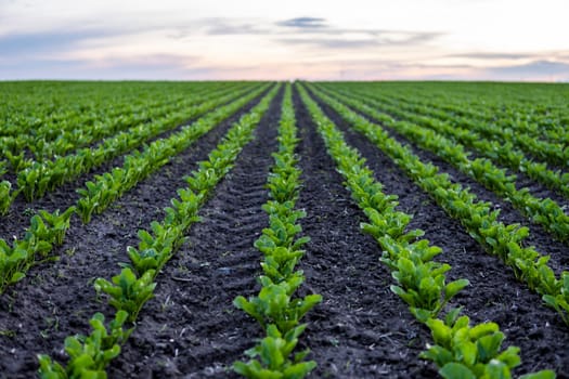 Rows of young fresh beet leaves. Beetroot plants growing in a fertile soil on a field. Cultivation of beet. Agriculture