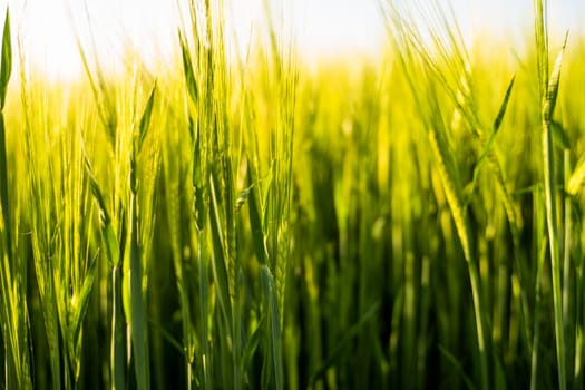 Ears of the green unripe barley. Agricultural field