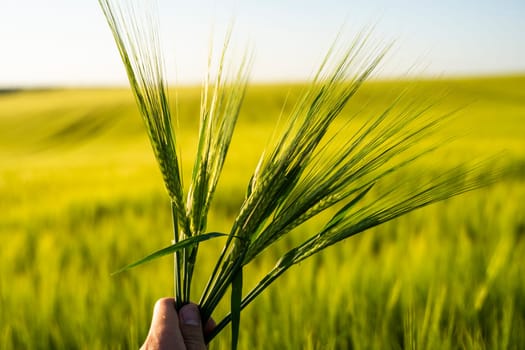 Farmer's hand holding a green ears of barley in a sunset. Agriculture. The concept of agriculture, healthy eating, organic food