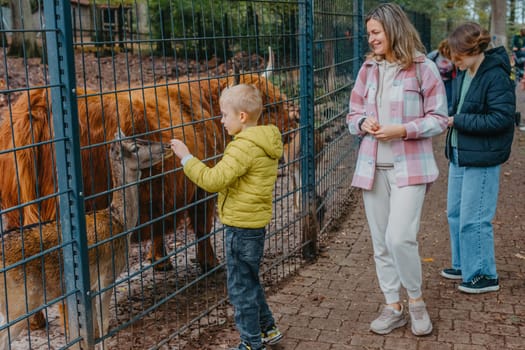 Family with child in zoo feeds buffalo. Happy family, young mother with three children, cute laughing toddler boy and a teen age girl and boy feeding buffalo during a trip to a city zoo on a hot summer day.