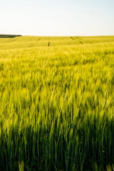 Landskape of an agricultural field with a green barley. Nature. Agricultural proces of growing cerals