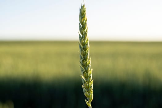 Macro green wheat ear growing in agricultural field. Green unripe cereals. The concept of agriculture, healthy eating, organic food