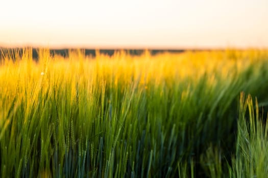 Barley field against the blue sky. Ripening ears of barley field and sunlight. Crops field. Field landscape