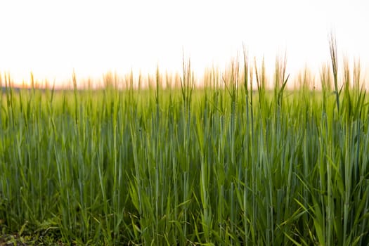 Green barley field in spring. Amazing rural landscape. Sun over fields of ripening barley