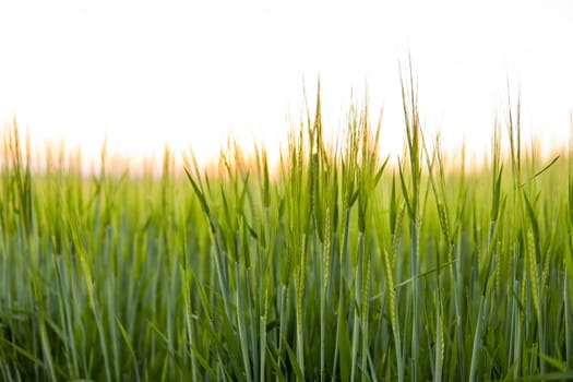 Barley field against the blue sky. Ripening ears of barley field and sunlight. Crops field. Field landscape