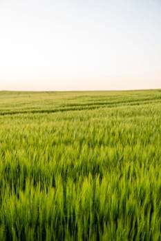 Young green barley growing in agricultural field in spring. Unripe cereals. The concept of agriculture, organic food. Barleys sprout growing in soil. Close up on sprouting barley in sunset