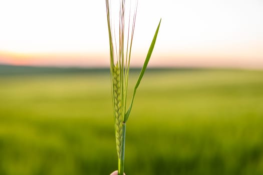 Green ears of barley growing on a agricultural field in a sunset. Agriculture