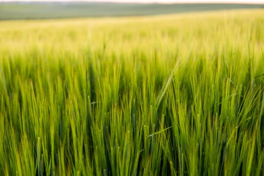 Green barley field in spring. Amazing rural landscape. Sun over fields of ripening barley